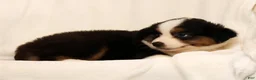 Miniature Australian Shepherd dogs for sale: Princess - Ad 7