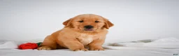 Golden Retriever dogs for sale: Roscoe - Ad 12