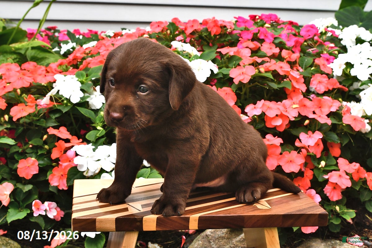 Labrador Retriever dogs Alfie - Ad 1