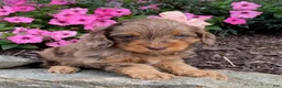 Cavapoo dogs for sale: Macey- small - Ad 3