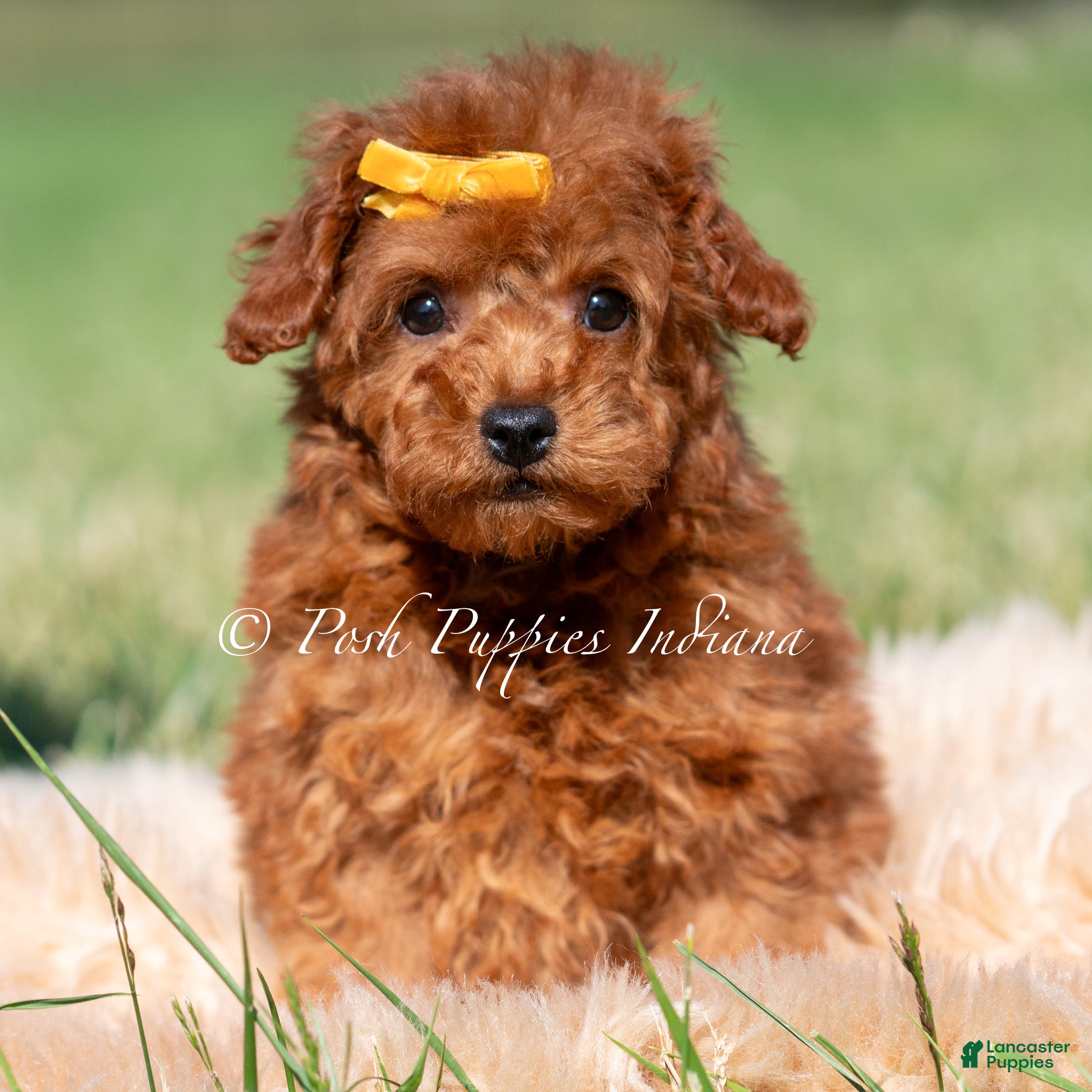 Toy Poodle dogs Mason AKC - Ad 38