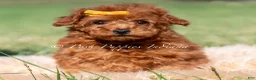 Toy Poodle dogs for sale: Mason AKC - Ad 1