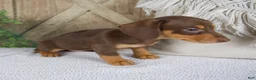 Miniature Dachshund dogs for sale: Blossom - Ad 5