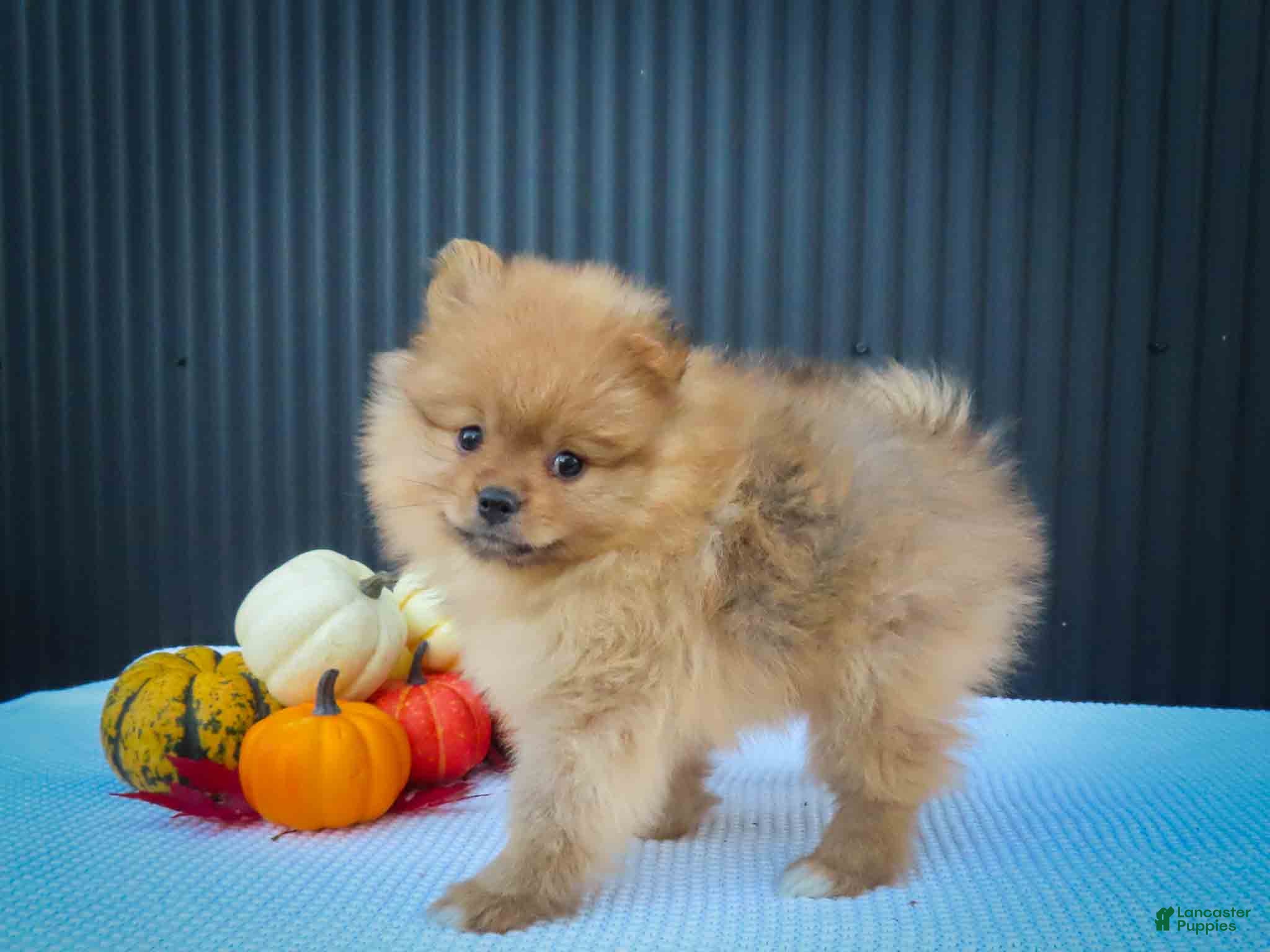 Pomeranian dogs 🐾 Meet Rosco — A Bouncy Little Ball of Fluff! 🐾 - Ad 2