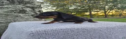 Miniature Dachshund dogs for sale: Remy  - Ad 16