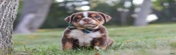Beabull dogs for sale: Rocket - Ad 10