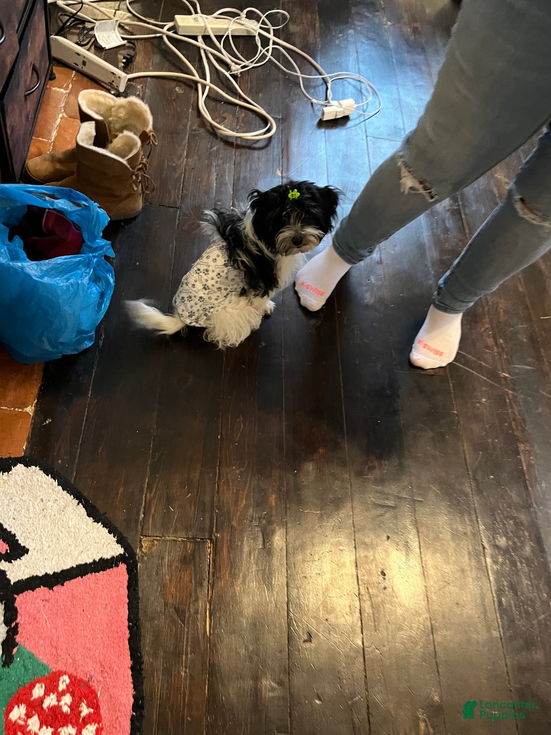 Havapoo dogs for sale: Havapoo Puppy 1 - Ad 2