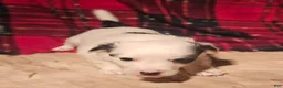 Chihuahua dogs for sale: Elmo - Ad 16