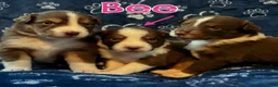 Australian Shepherd dogs for sale: Bee - Ad 4