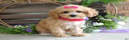 Maltipoo dogs for sale: Everly - Ad 11