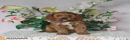 Cavapoo dogs for sale: Mason - Ad 4