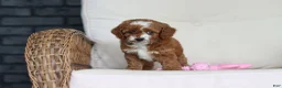 Cavapoo dogs for sale: Pumpkin - Ad 9