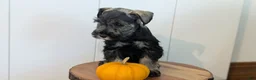 Miniature Schnauzer dogs for sale: Cleo - Ad 3
