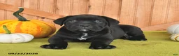 Cane Corso dogs for sale: Blossom - Ad 1