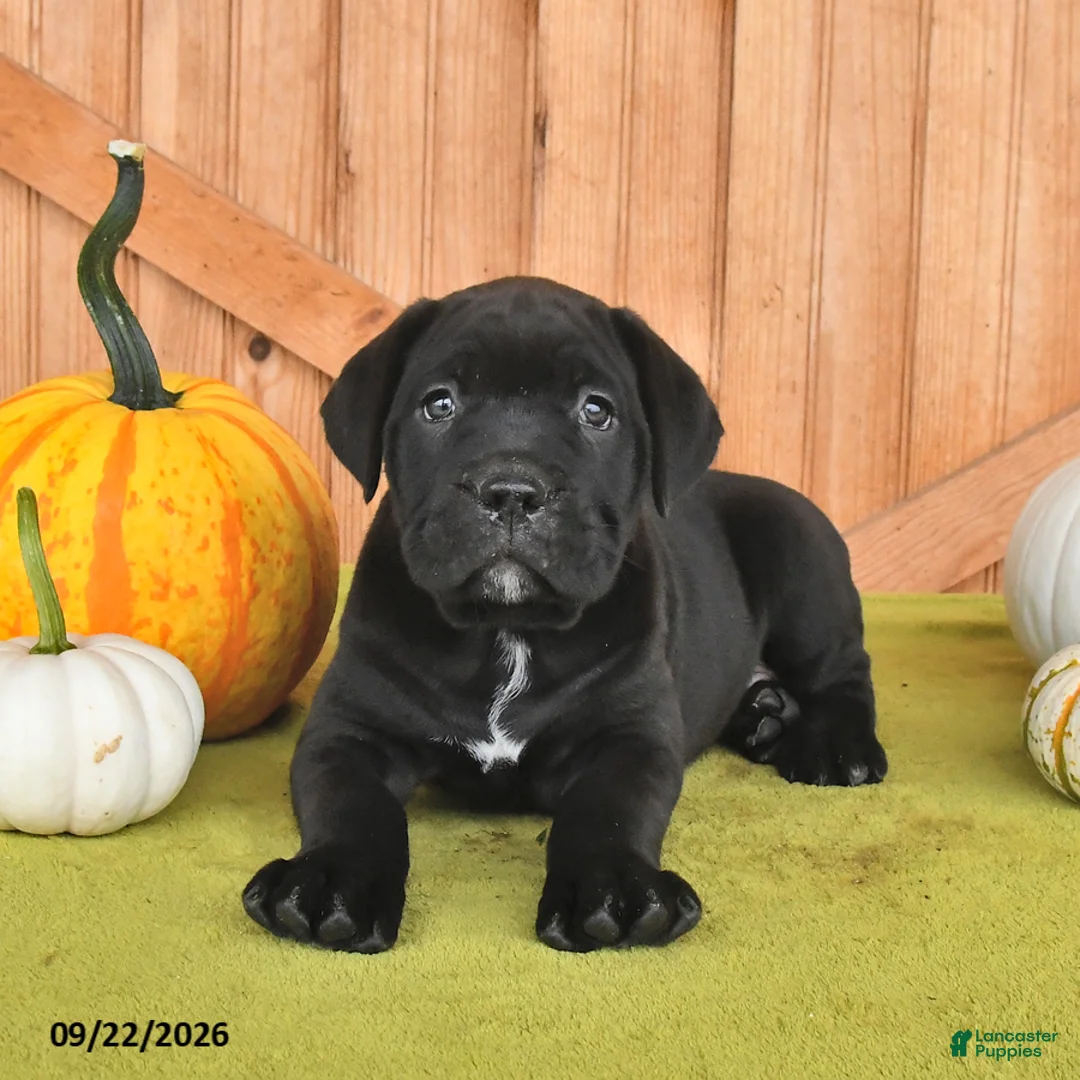 Cane Corso dogs for sale: Blossom - Ad 1