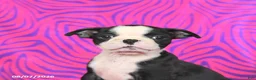 Boston Terrier dogs for sale: Lucy - Ad 4