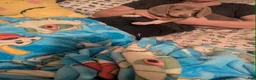 Beagle dogs for sale: Mr Raptor Blue - Ad 17