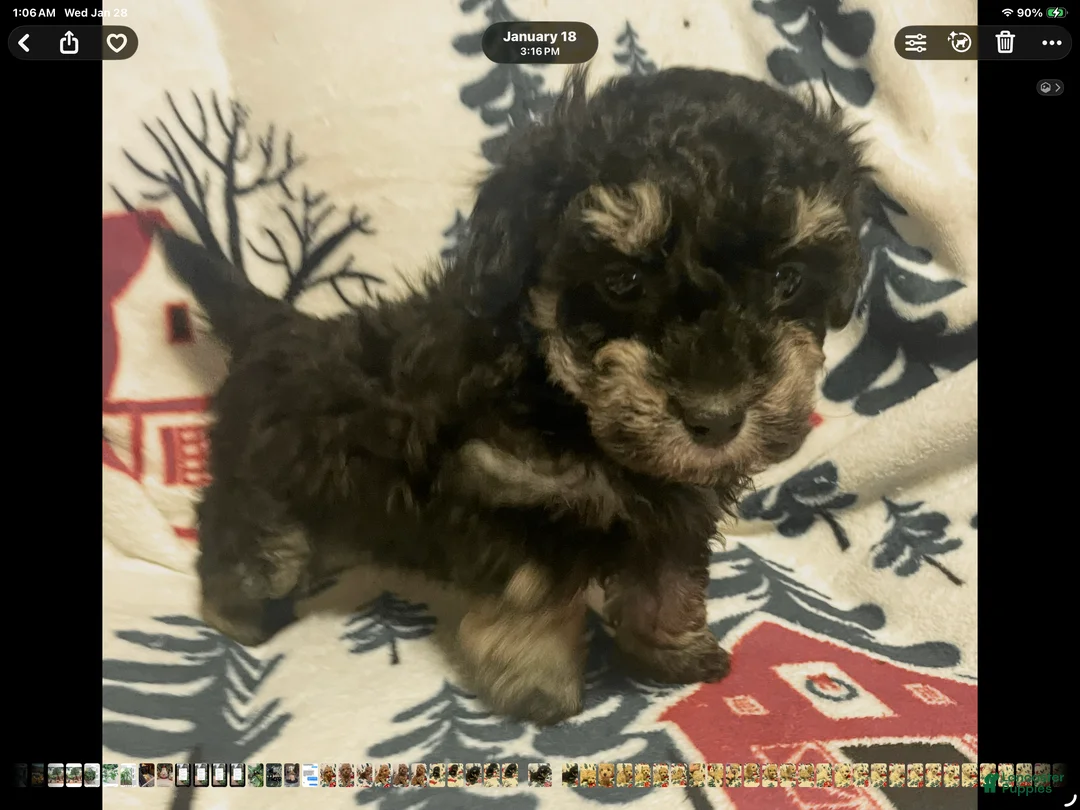 Toy Poodle dogs for sale: Toy Poodle Puppy 1 - Ad 5