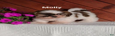 Molly 