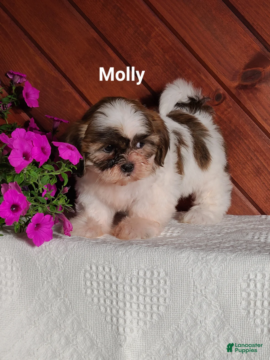 Shih Tzu dogs for sale: Molly  - Ad 1