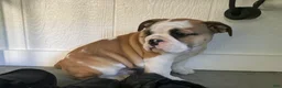English Bulldog dogs for sale: Vanessa - Ad 4