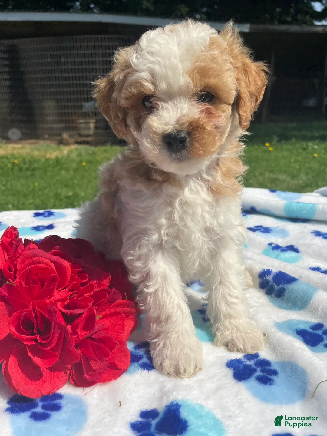 Mixed Breed dogs for sale: Earl - Ad 1