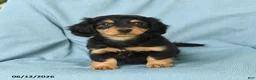 Miniature Dachshund dogs for sale: Oscar - Ad 5