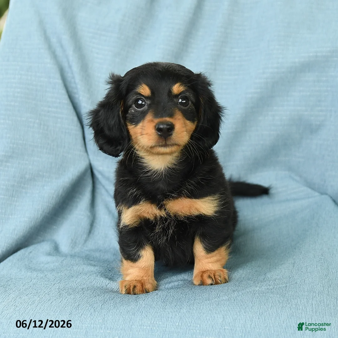 Miniature Dachshund dogs for sale: Oscar - Ad 5