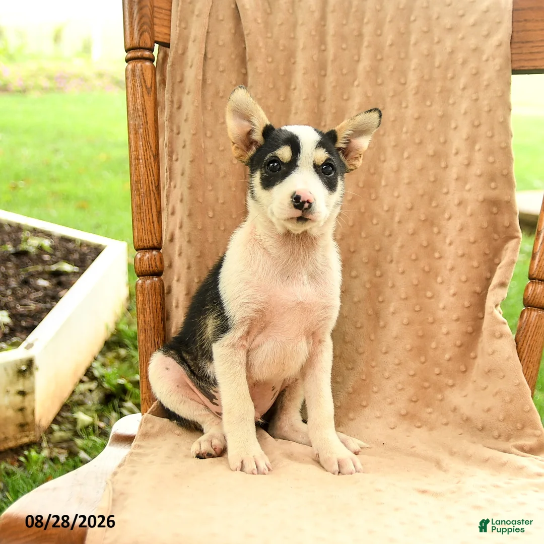 Mixed Breed dogs for sale: Finn - Ad 2