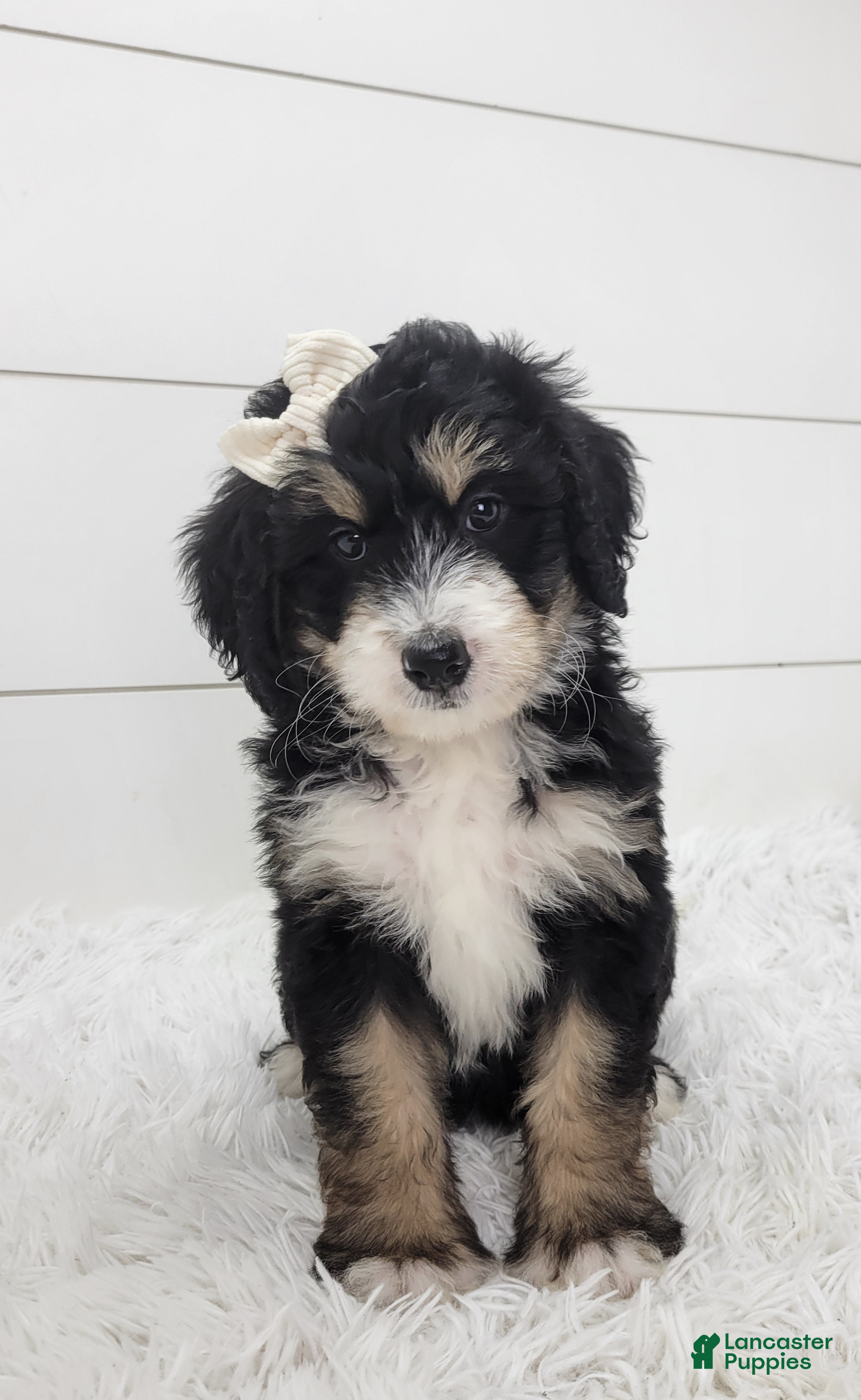 Bernedoodle dogs Brianna - Ad 1