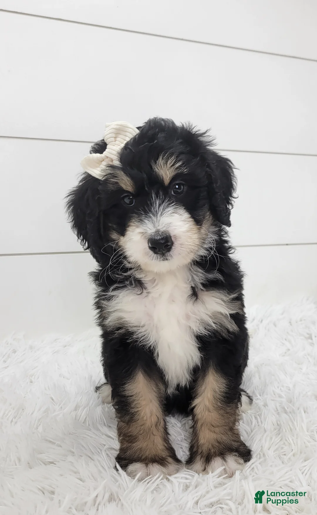 Bernedoodle dogs for sale: Brianna - Ad 1