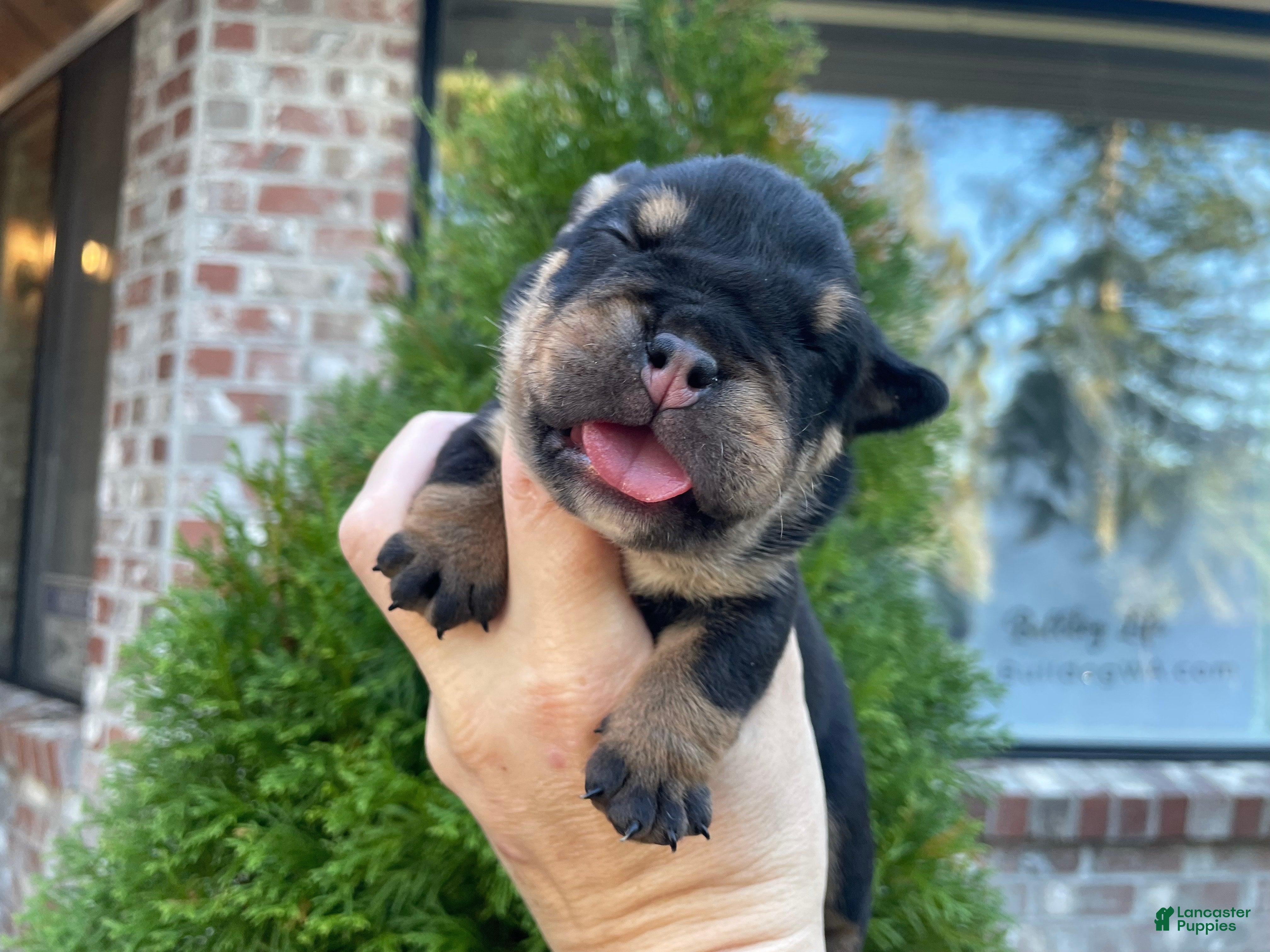 English Bulldog dogs English Bulldog Puppy 4 - Ad 3