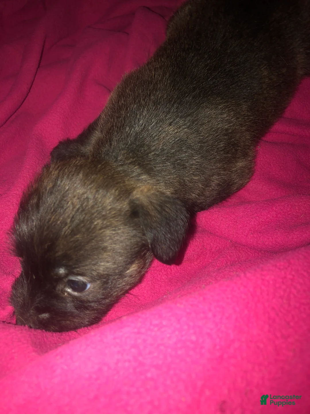Mixed Breed dogs for sale: Joey 💨 - Ad 2