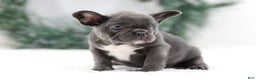 French Bulldog dogs for sale: Harper - Ad 6