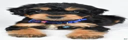 Mixed Breed dogs for sale: Tate - Ad 4