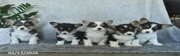 Welsh Corgi Pembroke dogs for sale: Pita  - Ad 5