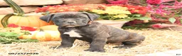 Cane Corso dogs for sale: Dexter - Ad 3