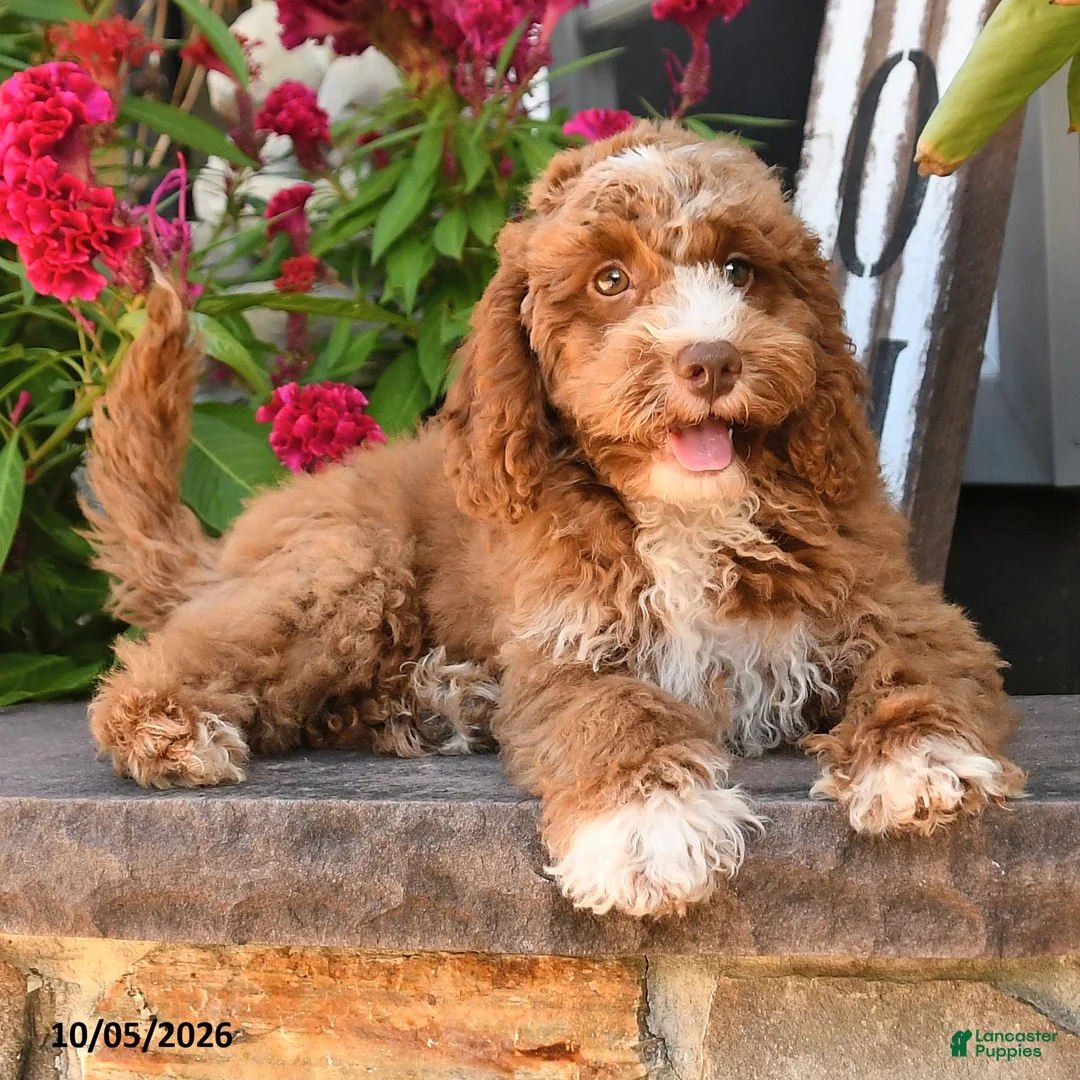 Cockapoo dogs for sale: Oliver - Ad 2