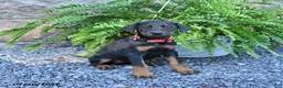 Doberman Pinscher dogs for sale: Penny - Ad 4