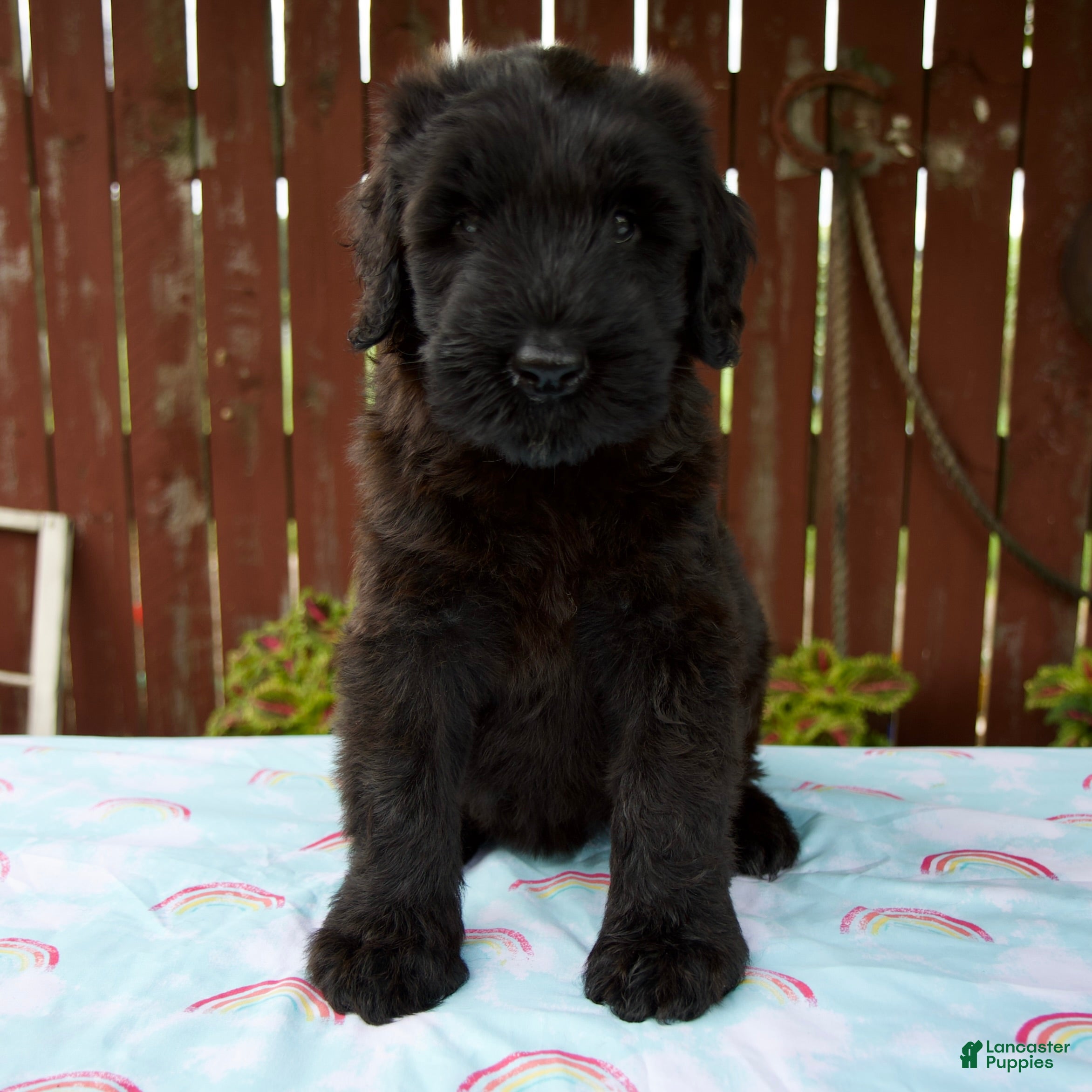 Giant Schnauzer dogs Layla - Ad 2