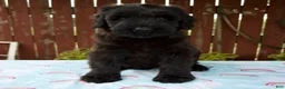 Giant Schnauzer dogs for sale: Layla - Ad 2