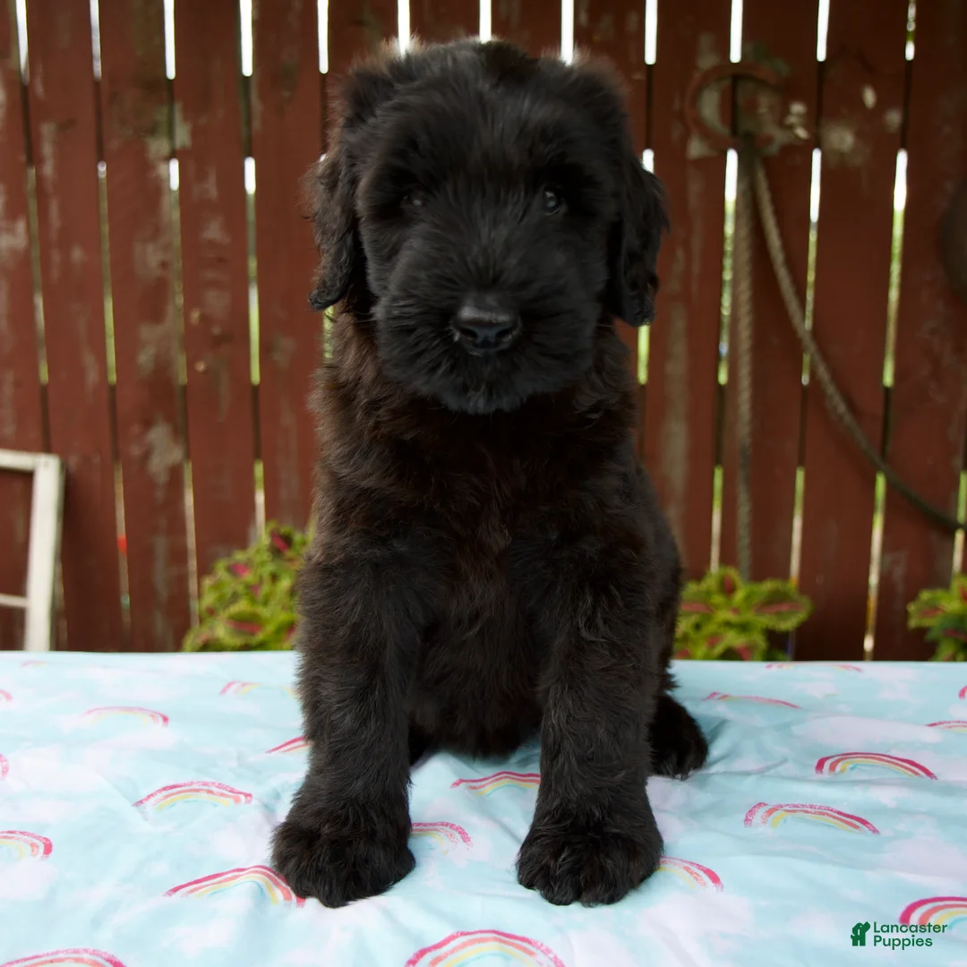 Giant Schnauzer dogs for sale: Layla - Ad 2