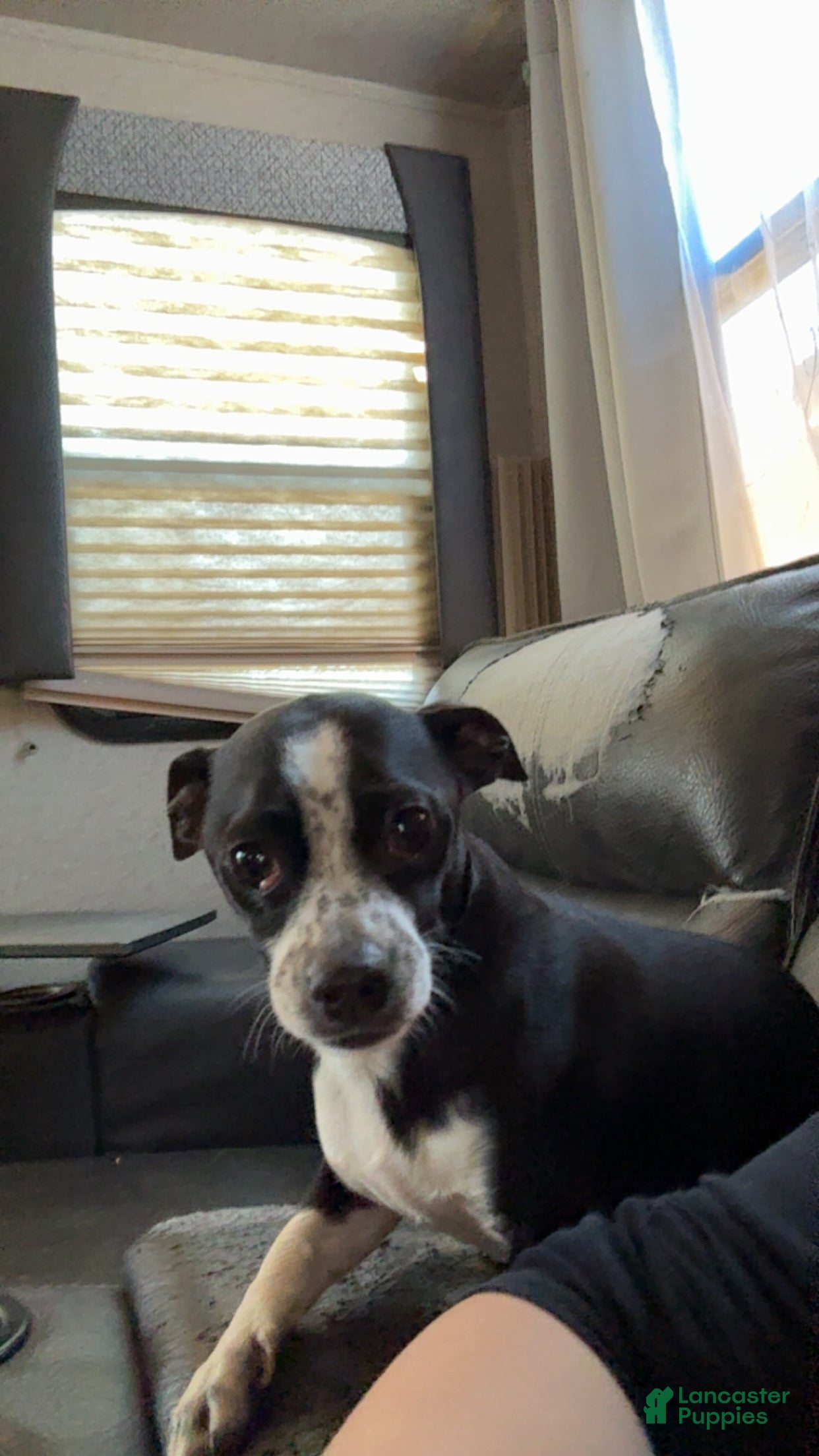 Coco 