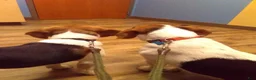 Beagle dogs for sale: Red - Ad 4