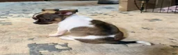 Chihuahua dogs for sale: Chihuahua 4 - Ad 5