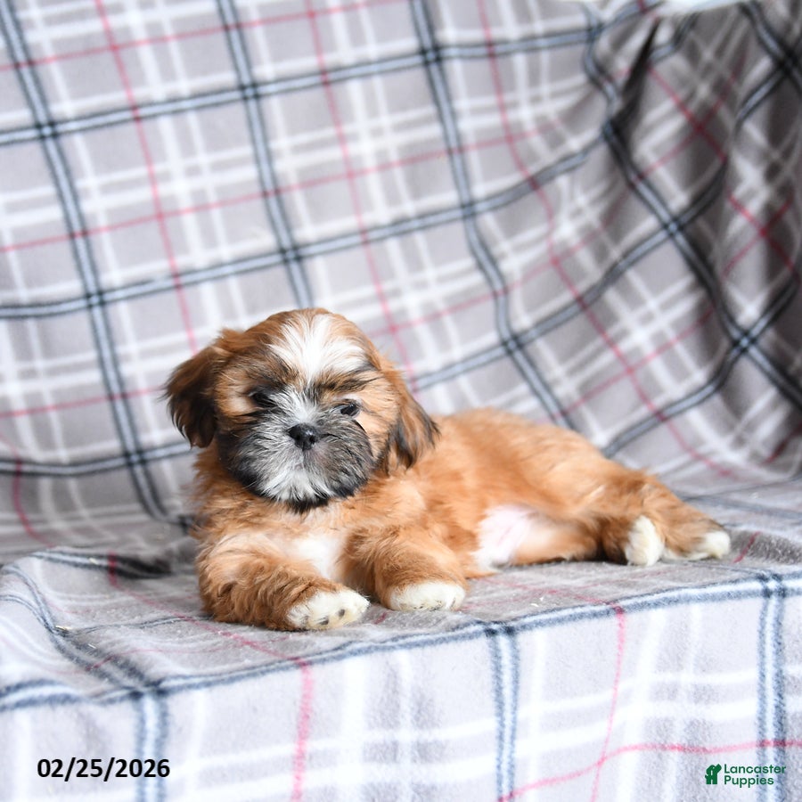 Shih Tzu dogs Snax - Ad 2