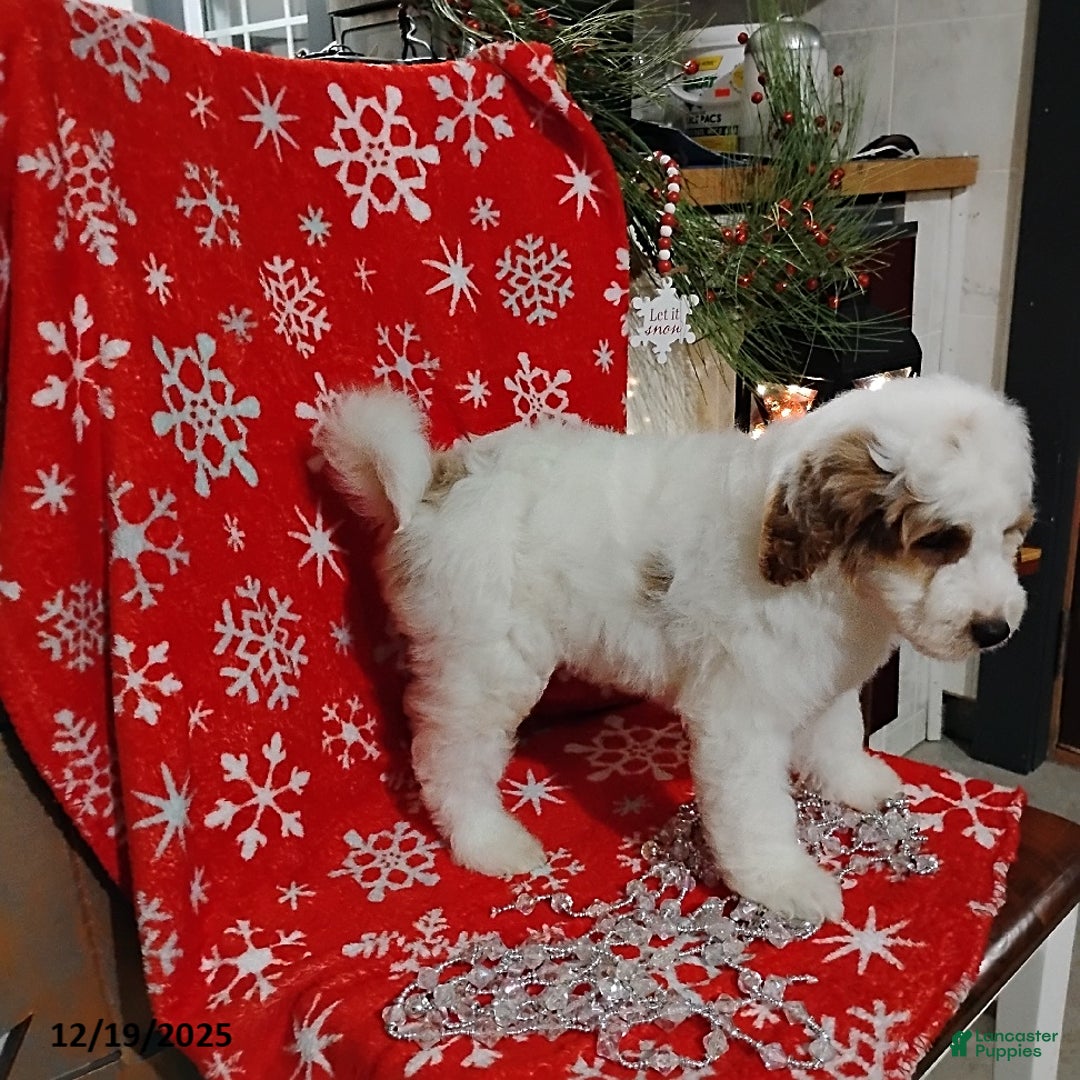 Mini Goldendoodle dogs for sale: Ronald - Ad 6