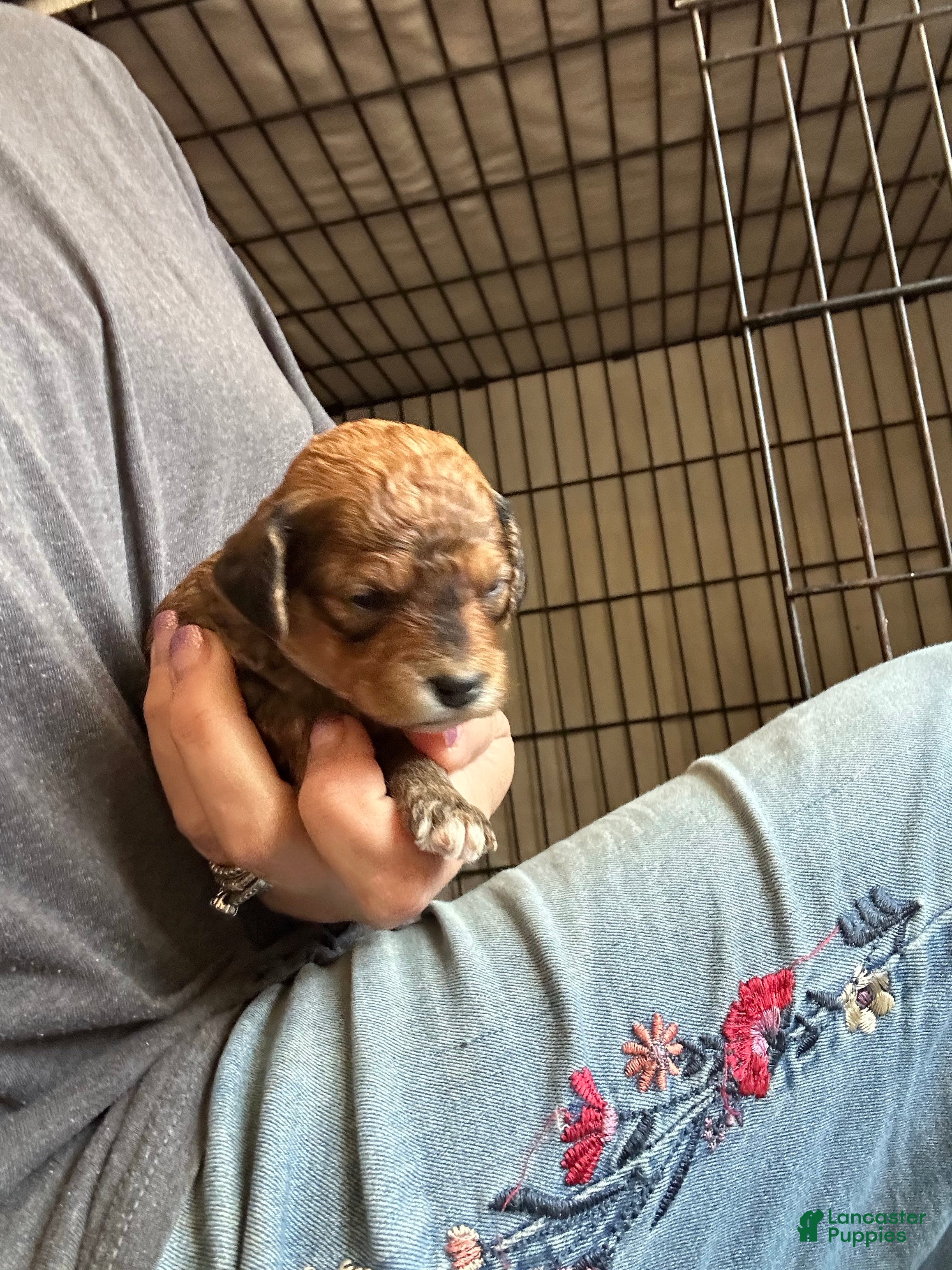 Mini Goldendoodle dogs F1bb mini goldendoodles - Ad 2