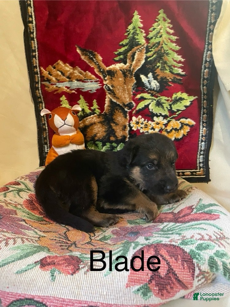 German Shepherd dogs Blade - Ad 1
