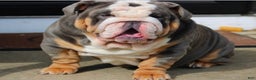 English Bulldog dogs for sale: English Bulldog Female - Ad 10
